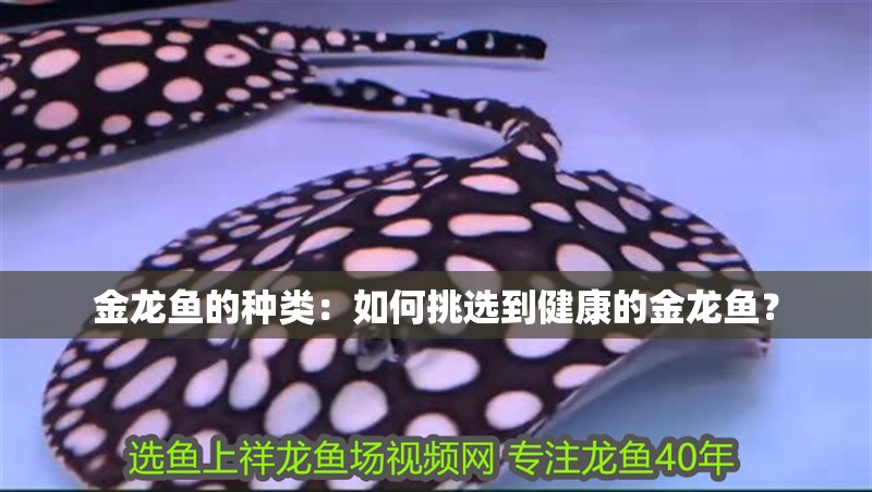 金龍魚的種類：如何挑選到健康的金龍魚？