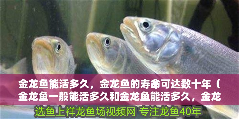 金龍魚能活多久，金龍魚的壽命可達數十年（金龍魚一般能活多久和金龍魚能活多久，金龍魚壽命可達數十年） 金龍魚能活多久，金龍魚的壽命可達數十年（金龍魚一般能活多久和金龍魚能活多久，金龍魚壽命可達數十年） 觀賞魚百科