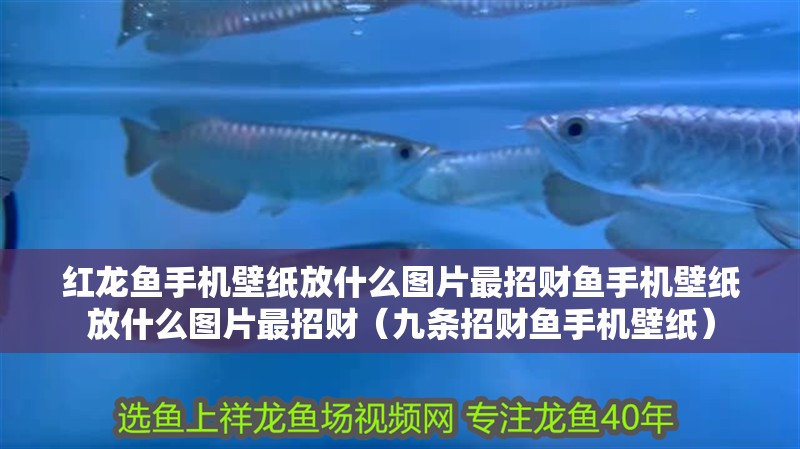 紅龍魚手機壁紙放什么圖片最招財魚手機壁紙放什么圖片最招財（九條招財魚手機壁紙）