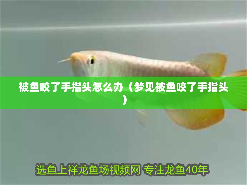 被魚咬了手指頭怎么辦（夢見被魚咬了手指頭）
