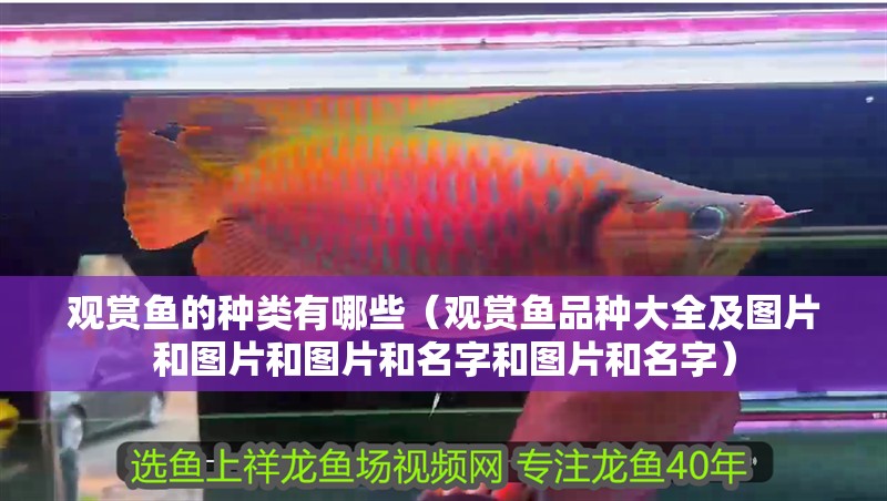 觀賞魚的種類有哪些（觀賞魚品種大全及圖片和圖片和圖片和名字和圖片和名字）