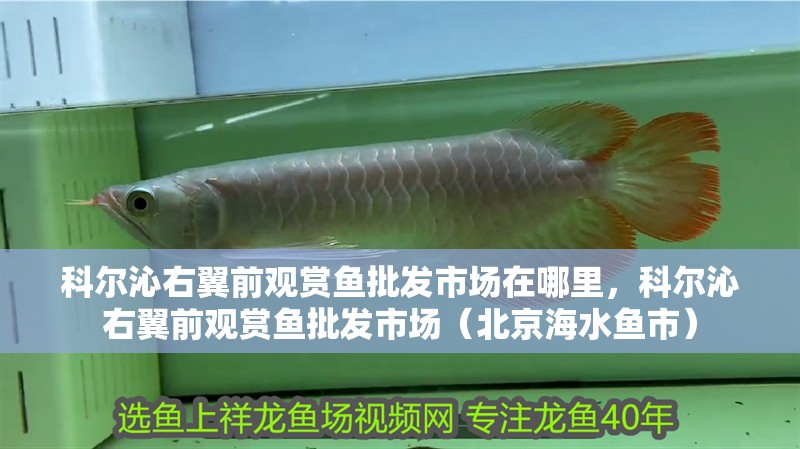 科爾沁右翼前觀賞魚批發市場在哪里，科爾沁右翼前觀賞魚批發市場（<strong><mark>北京</mark></strong>海水魚市）