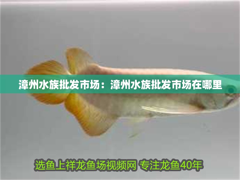 漳州水族批發市場：漳州水族批發市場在哪里