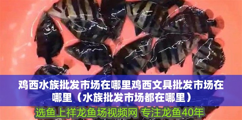 雞西水族批發市場在哪里雞西文具批發市場在哪里（水族批發市場都在哪里）
