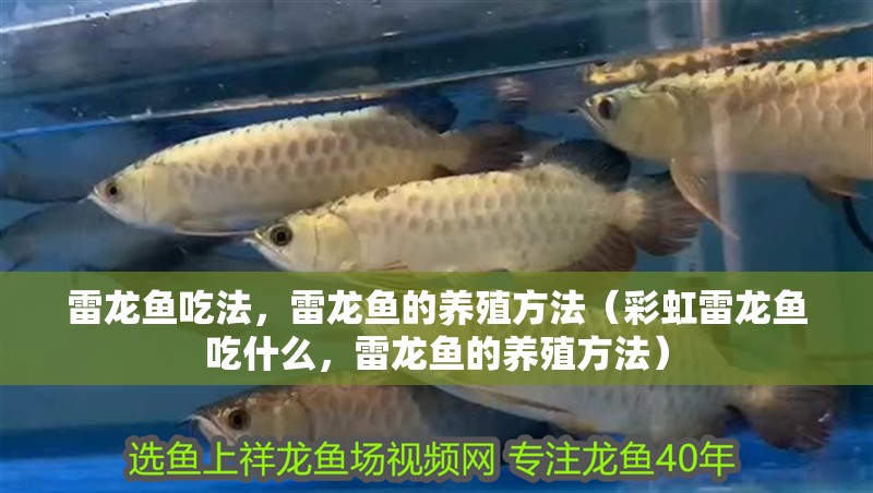 雷龍魚吃法，雷龍魚的養殖方法（彩虹雷龍魚吃什么，雷龍魚的養殖方法）