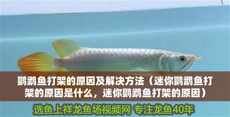 鸚鵡魚打架的原因及解決方法（迷你鸚鵡魚打架的原因是什么，迷你鸚鵡魚打架的原因）