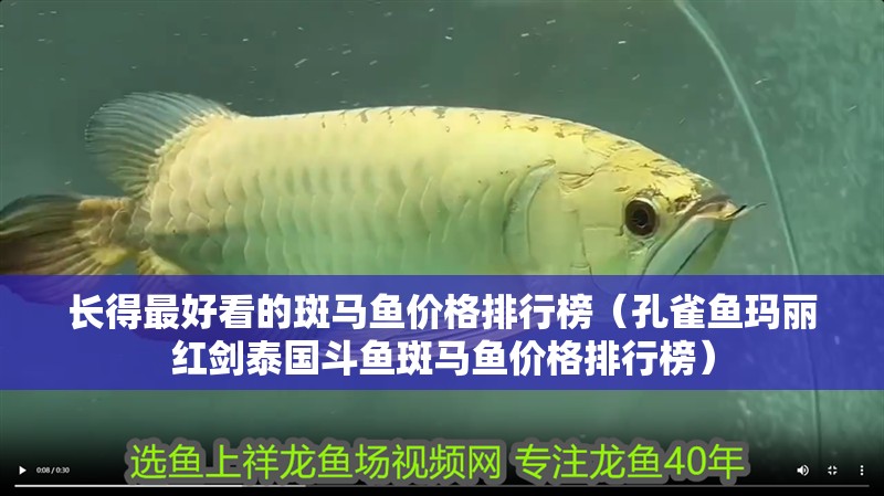 長得最好看的斑馬魚價(jià)格排行榜（孔雀魚瑪麗紅劍泰國斗魚斑馬魚價(jià)格排行榜）