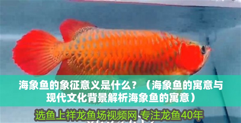海象魚的象征意義是什么？（海象魚的寓意與現代文化背景解析海象魚的寓意）