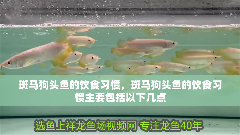 斑馬狗頭魚的飲食習慣，斑馬狗頭魚的飲食習慣主要包括以下幾點