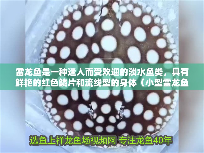 雷龍魚是一種迷人而受歡迎的淡水魚類，具有鮮艷的紅色鱗片和流線型的身體（小型雷龍魚是一種迷人而受歡迎的品種之一，紅龍魚是一種迷人的感覺） 雷龍魚是一種迷人而受歡迎的淡水魚類，具有鮮艷的紅色鱗片和流線型的身體（小型雷龍魚是一種迷人而受歡迎的品種之一，紅龍魚是一種迷人的感覺） 觀賞魚百科 第2張