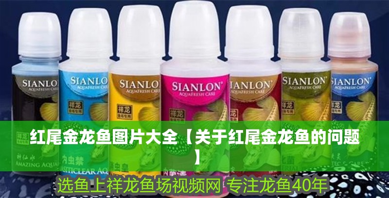 紅尾金龍魚圖片大全【關于紅尾金龍魚的問題】
