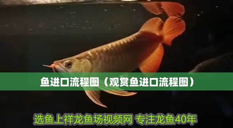 魚進口流程圖（觀賞魚進口流程圖）