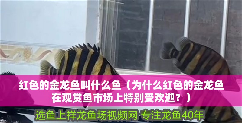 紅色的金龍魚(yú)叫什么魚(yú)（為什么紅色的金龍魚(yú)在觀(guān)賞魚(yú)市場(chǎng)上特別受歡迎？）