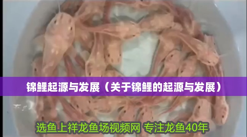 錦鯉起源與發(fā)展（關(guān)于錦鯉的起源與發(fā)展）