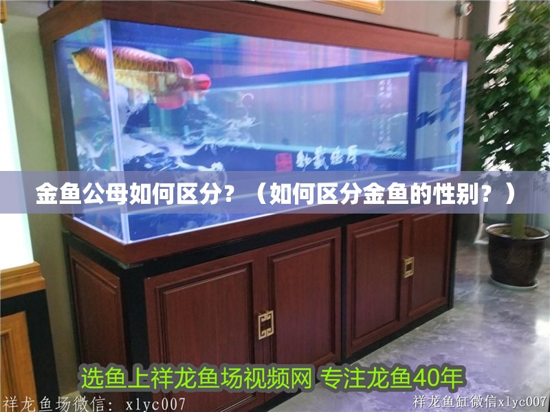 金魚公母如何區分？（如何區分金魚的性別？）