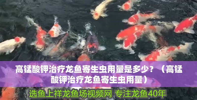 高錳酸鉀治療龍魚寄生蟲用量是多少？（高錳酸鉀治療龍魚寄生蟲用量）