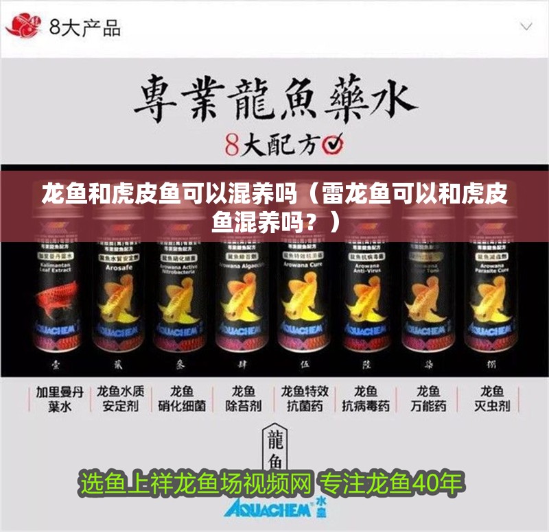 龍魚和虎皮魚可以混養(yǎng)嗎（雷龍魚可以和虎皮魚混養(yǎng)嗎？）