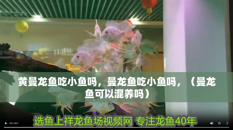 黃曼龍魚吃小魚嗎，曼龍魚吃小魚嗎，（曼龍魚可以混養嗎）