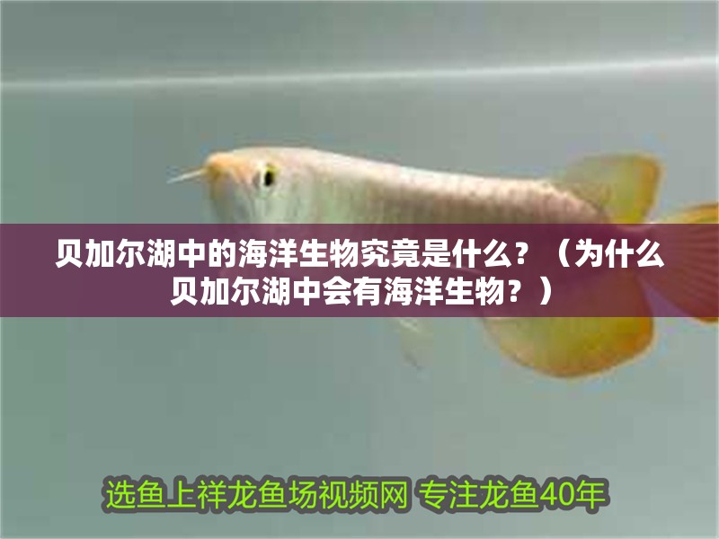 貝加爾湖中的海洋生物究竟是什么？（為什么貝加爾湖中會有海洋生物？）