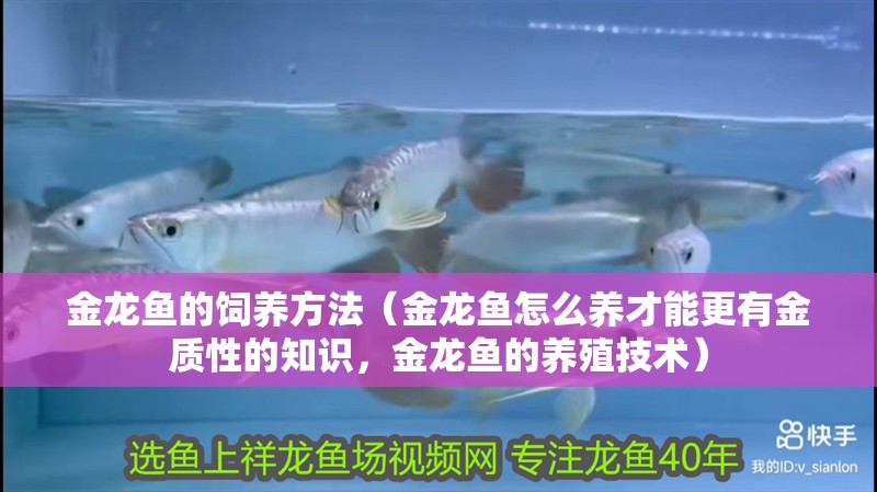 金龍魚的飼養方法（金龍魚怎么養才能更有金質性的知識，金龍魚的養殖技術）