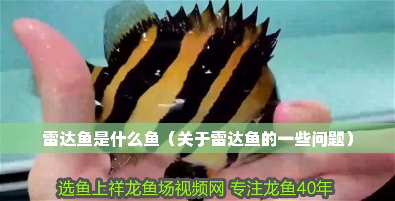 雷達魚是什么魚（關于雷達魚的一些問題）