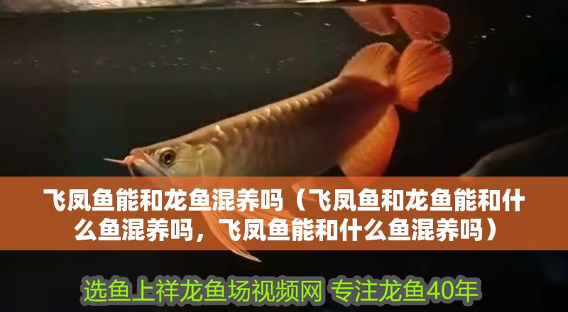飛鳳魚能和龍魚混養嗎（飛鳳魚和龍魚能和什么魚混養嗎，飛鳳魚能和什么魚混養嗎）