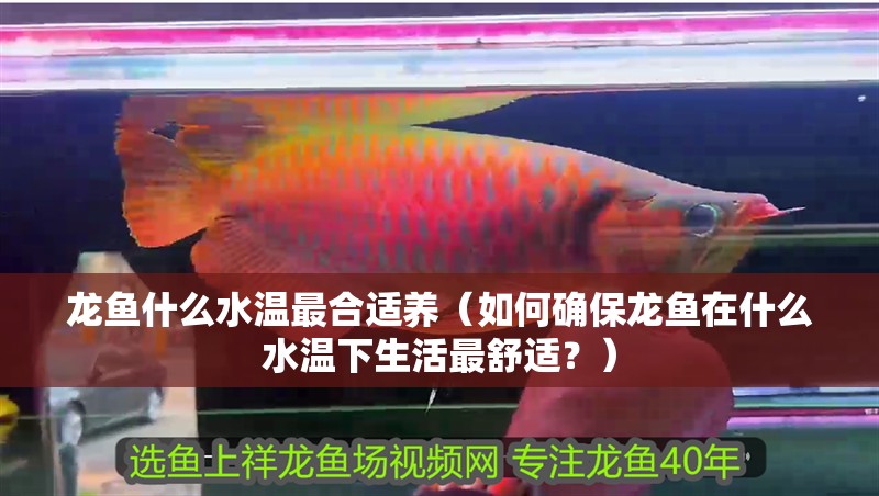 龍魚什么水溫最合適養（如何確保龍魚在什么水溫下生活最舒適？）