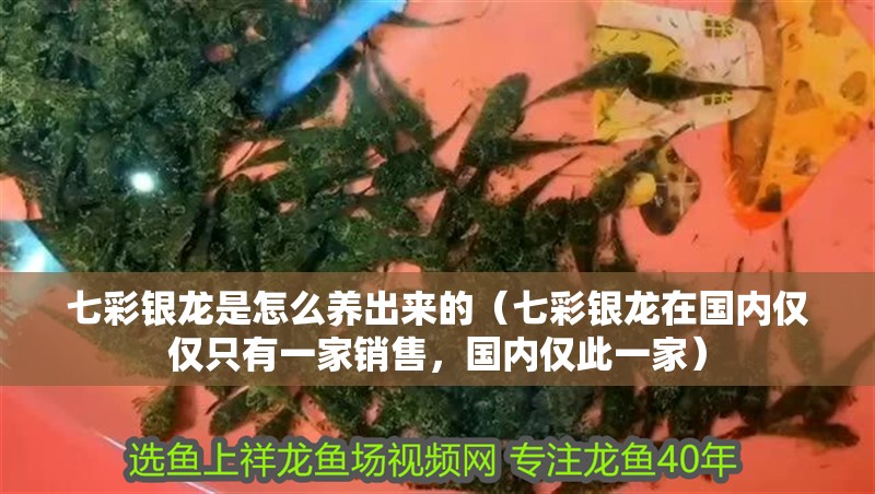 七彩銀龍是怎么養(yǎng)出來的（七彩銀龍在國內(nèi)僅僅只有一家銷售，國內(nèi)僅此一家）