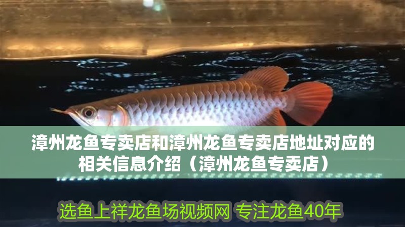 漳州龍魚專賣店和漳州龍魚專賣店地址對(duì)應(yīng)的相關(guān)信息介紹（漳州龍魚專賣店）