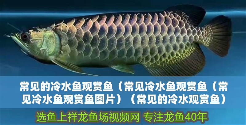 常見的冷水魚觀賞魚（常見冷水魚觀賞魚（常見冷水魚觀賞魚圖片）（常見的冷水觀賞魚）