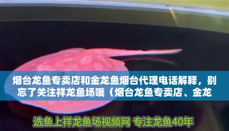 煙臺龍魚專賣店和金龍魚煙臺代理電話解釋，別忘了關注祥龍魚場哦（煙臺龍魚專賣店、金龍魚煙臺代理電話）