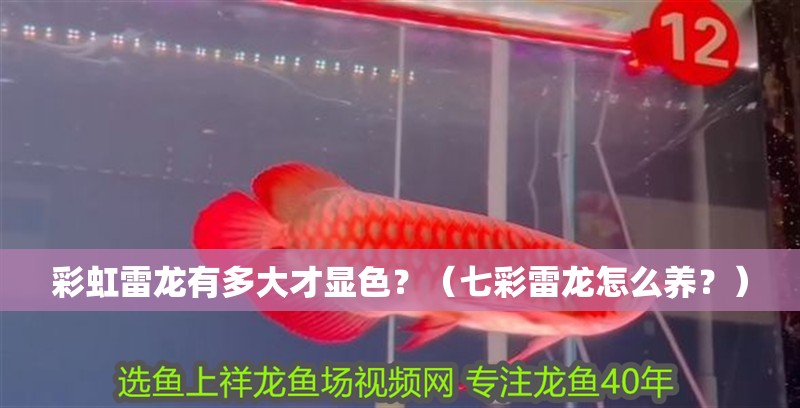 彩虹雷龍有多大才顯色？（七彩雷龍?jiān)趺答B(yǎng)？）