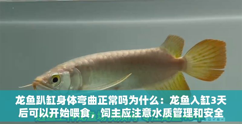 龍魚趴缸身體彎曲正常嗎為什么：龍魚入缸3天后可以開始喂食，飼主應注意水質管理和安全投喂
