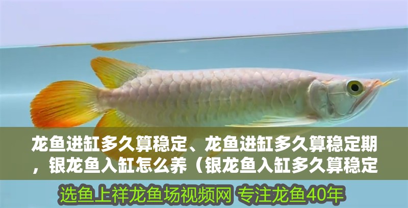 龍魚進缸多久算穩(wěn)定、龍魚進缸多久算穩(wěn)定期，銀龍魚入缸怎么養(yǎng)（銀龍魚入缸多久算穩(wěn)定期）