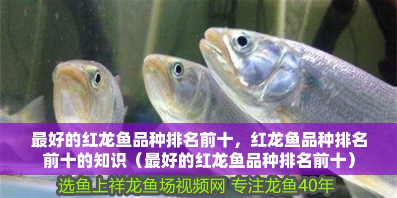 魚缸過濾器選購指南:自制魚缸過濾器魚缸上置過濾器對于養(yǎng)魚愛好者的必備知識 最好的紅龍魚品種排名前十,紅龍魚品種排名前十的知識(最好的紅龍魚品種排名前十) 觀賞魚百科 最好的紅龍魚品種排名前十,紅龍魚品種排名前十的知識(最好的紅龍魚品種排名前十) 最好的紅龍魚品種排名前十,紅龍魚品種排名前十的知識(最好的紅龍魚品種排名前十) 觀賞魚百科