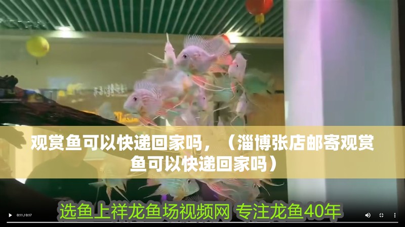 觀賞魚可以快遞回家嗎，（淄博張店郵寄觀賞魚可以快遞回家嗎）