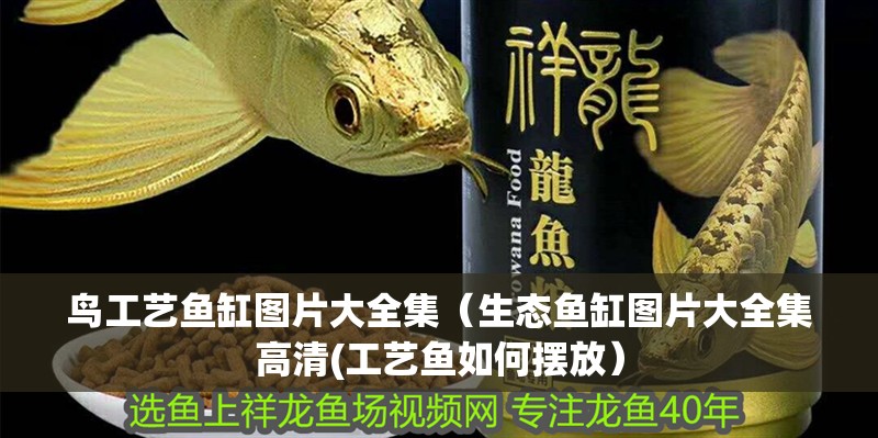 鳥工藝魚缸圖片大全集（生態魚缸圖片大全集高清(工藝魚如何擺放）