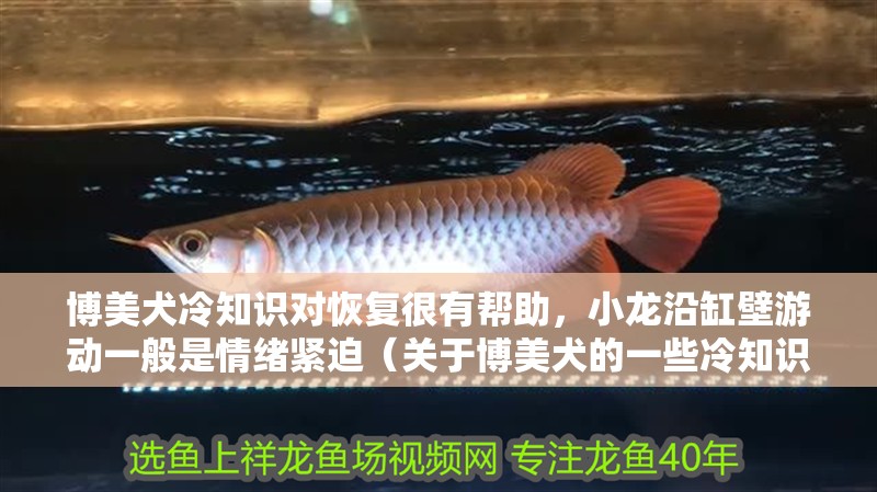 博美犬冷知識(shí)對(duì)恢復(fù)很有幫助，小龍沿缸壁游動(dòng)一般是情緒緊迫（關(guān)于博美犬的一些冷知識(shí)）