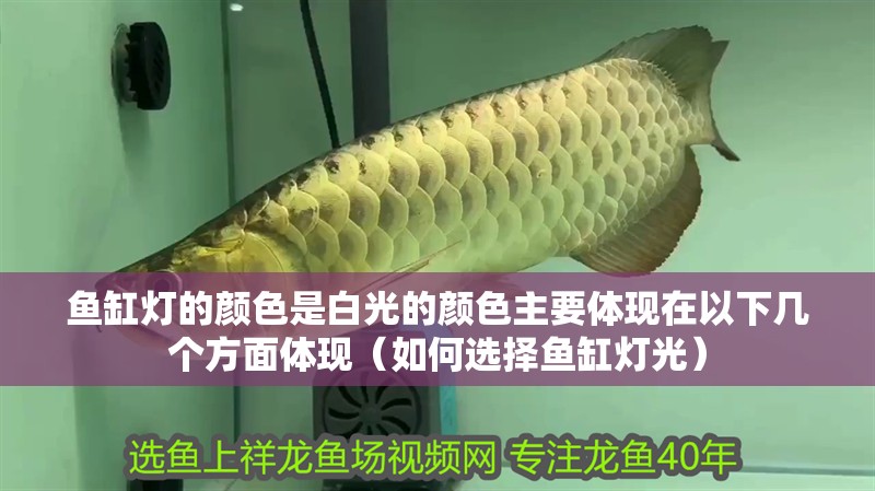 魚缸燈的顏色是白光的顏色主要體現在以下幾個方面體現（如何選擇魚缸燈光）