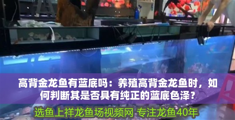 高背金龍魚有藍底嗎：養殖高背金龍魚時，如何判斷其是否具有純正的藍底色澤？