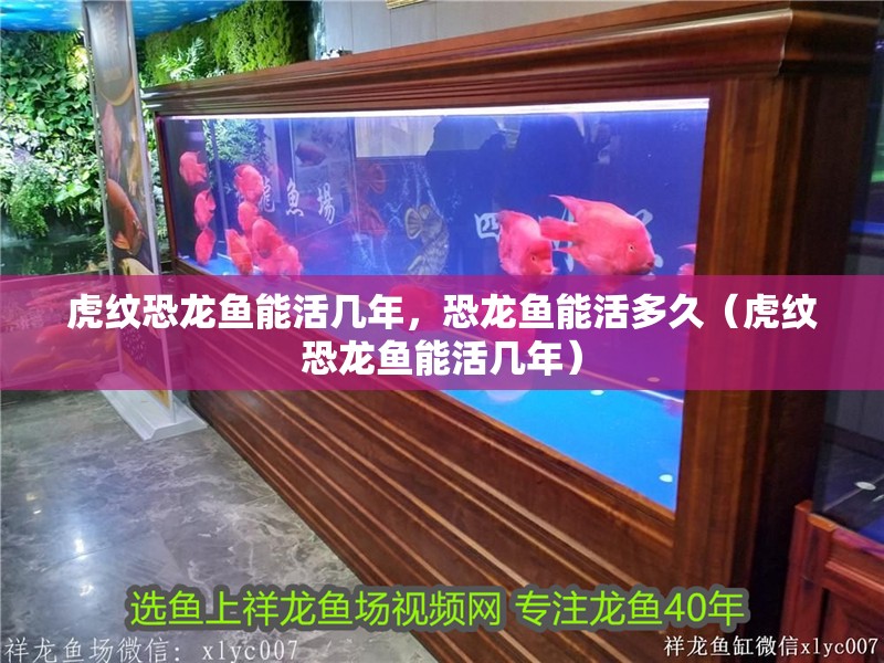 虎紋恐龍魚能活幾年，恐龍魚能活多久（虎紋恐龍魚能活幾年）