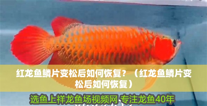 紅龍魚鱗片變松后如何恢復？（紅龍魚鱗片變松后如何恢復）