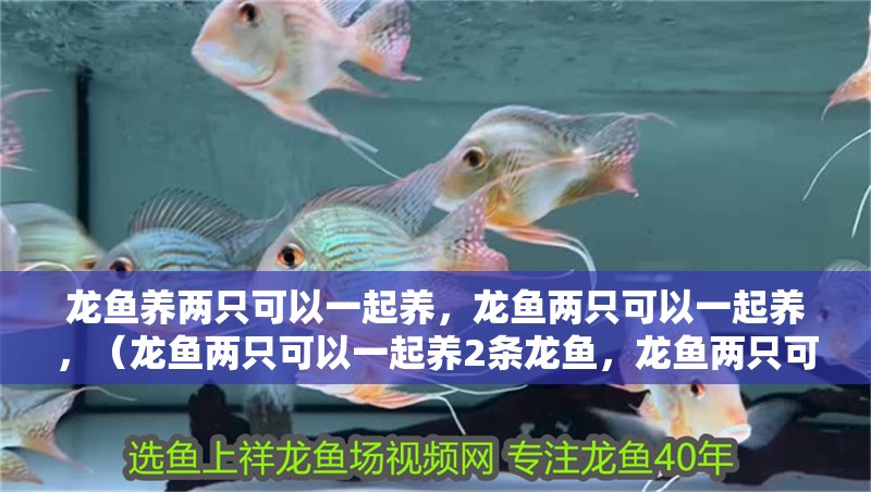 龍魚養兩只可以一起養，龍魚兩只可以一起養，（龍魚兩只可以一起養2條龍魚，龍魚兩只可以一起養嗎）