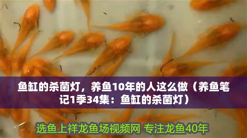 魚缸的殺菌燈，養魚10年的人這么做（養魚筆記1季34集：魚缸的殺菌燈）