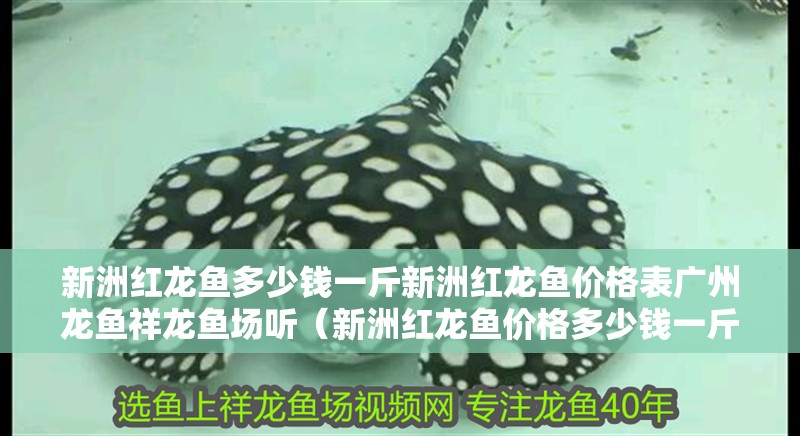 新洲紅龍魚多少錢一斤新洲紅龍魚價格表廣州龍魚祥龍魚場聽（新洲紅龍魚價格多少錢一斤新洲紅龍魚多少錢一斤）
