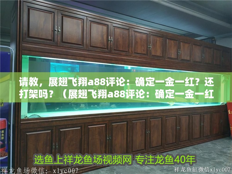 請教，展翅飛翔a88評論：確定一金一紅？還打架嗎？（展翅飛翔a88評論：確定一金一紅,我都是凌晨通宵照背）