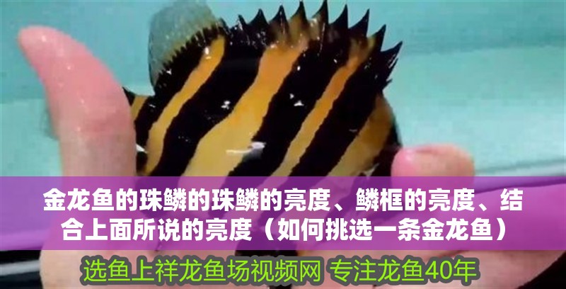 金龍魚的珠鱗的珠鱗的亮度、鱗框的亮度、結(jié)合上面所說的亮度（如何挑選一條金龍魚）