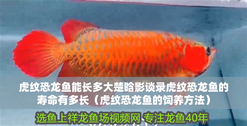 虎紋恐龍魚能長多大楚晗影談錄虎紋恐龍魚的壽命有多長（虎紋恐龍魚的飼養方法）