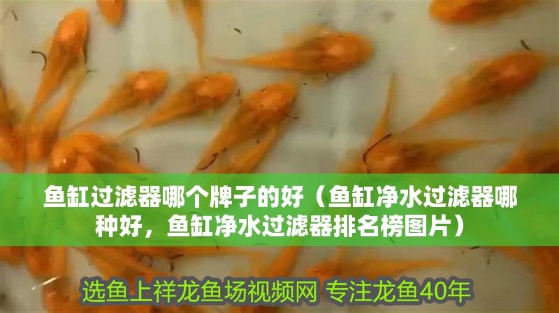 魚缸過濾器哪個牌子的好（魚缸凈水過濾器哪種好，魚缸凈水過濾器排名榜圖片）