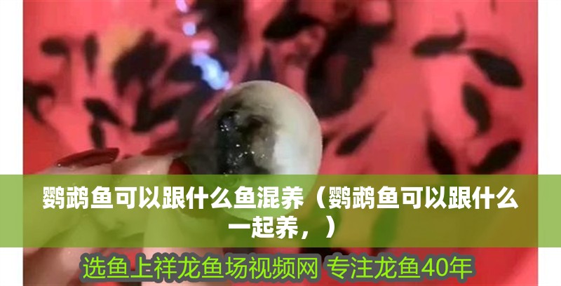 鸚鵡魚可以跟什么魚混養（鸚鵡魚可以跟什么一起養，）